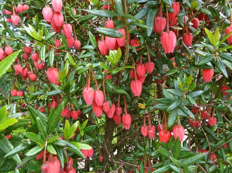 red flowers