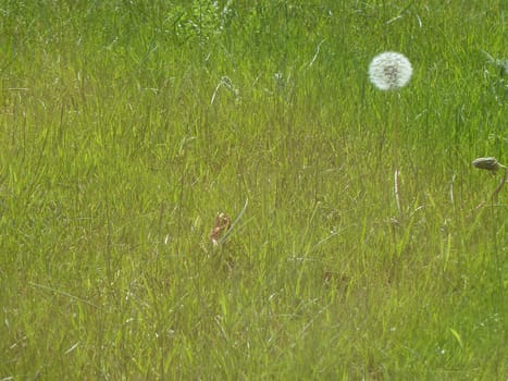 field of grass