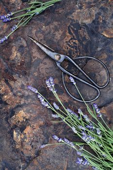 Fresh lavender with antique scissors over a rustic slate background shot from above. 
