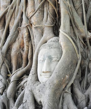 Head of sandstone Buddha in tree root at Wat Mahathat Temple, Ayutthaya, Thailand