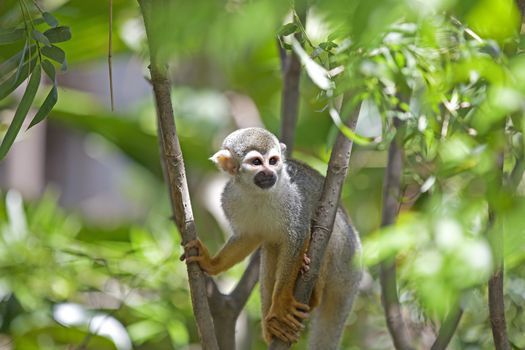 A common squirrel monkey playing in the trees