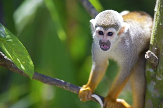 A common squirrel monkey playing in the trees