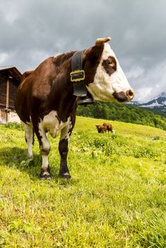 Cow, farm animal in the french alps, Abondance race cow, savy, beaufort sur Doron