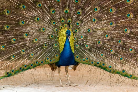 Close up of peacock showing its beautiful feathers