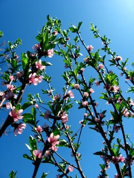 Blossoming tree of peach on a background of the blue sky