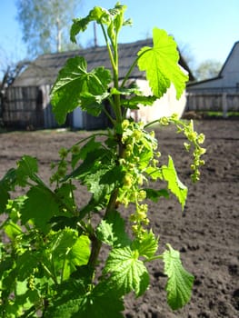 image of blossoming branch of currant in bush
