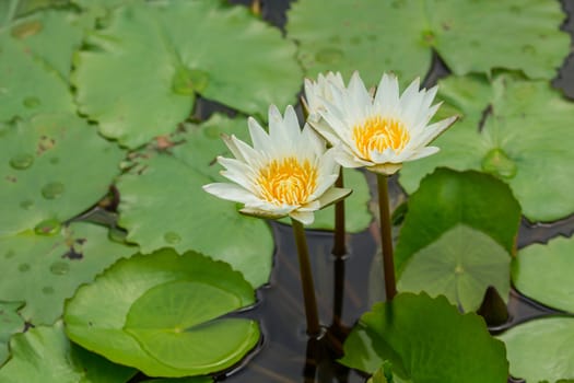 Beautiful white waterlily with background of green leaf