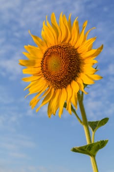 Beautiful sunflower with cloud and blue sky