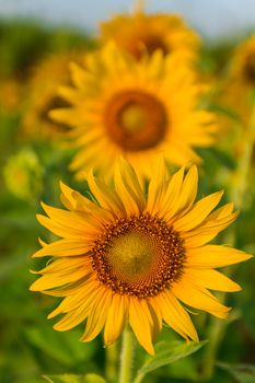 Portrait beautiful yellow sunflower field in Thailand