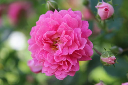 The flowers climbing rose on a background of blue sky.