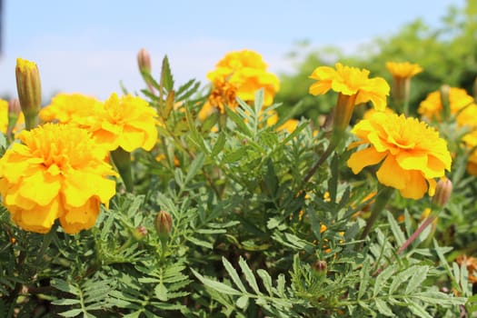 Yellow flowers against blue sky.