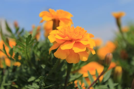 Orange flowers on a background of blue sky.