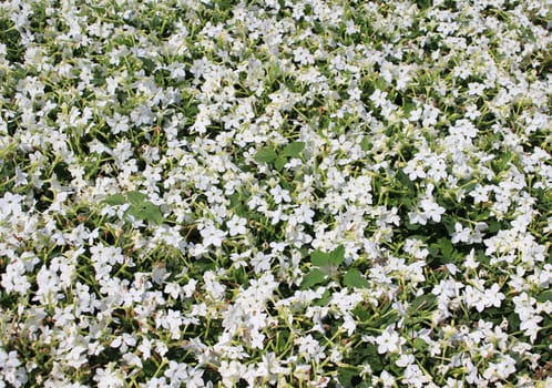 Photo of small white flowers.
