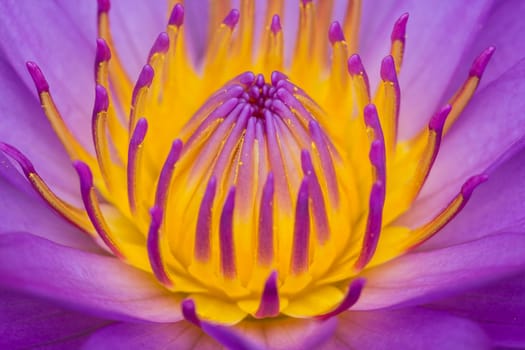 Close up of pink water lily