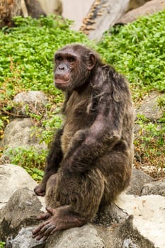 Closeup on a Chimpanzee