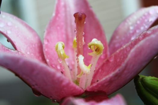 Close-up image of a beautiful flower of the Lily.