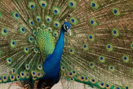 Close up of peacock showing its beautiful feathers