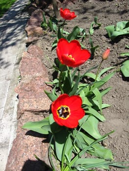 image of red tulips on the flower-bed