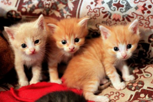 Cute newborn baby kittens playing on the sofa