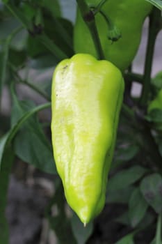 Green sweet pepper growing on the bed