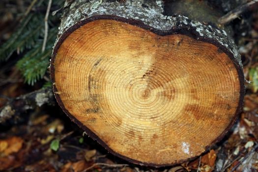 Circles of sliced wood. Background grunge texture