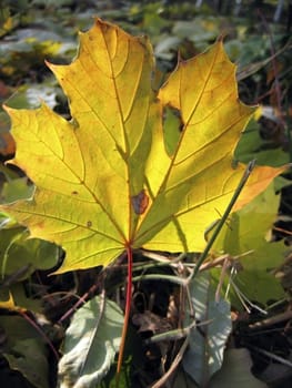 Yellow fallen leaf on the autumn forest ground