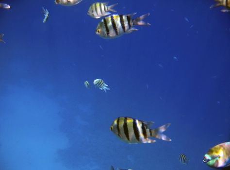 Tropical exotic fishes underwater. The Red sea