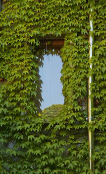 A close up of a window surrounded by ivy