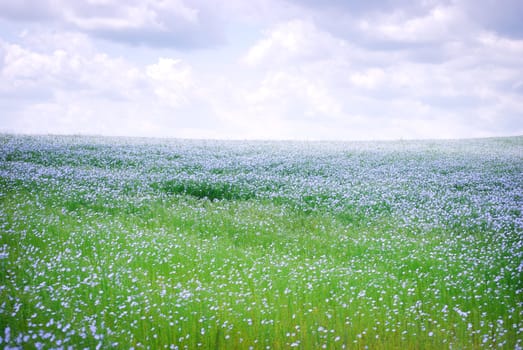 flax field