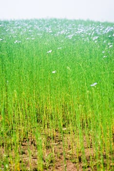 flax field