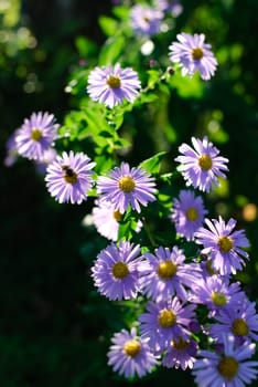 violet flowers