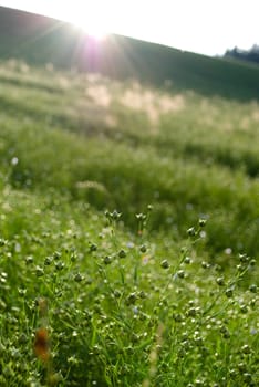 flax field