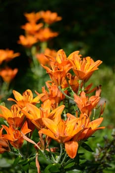 orange lily