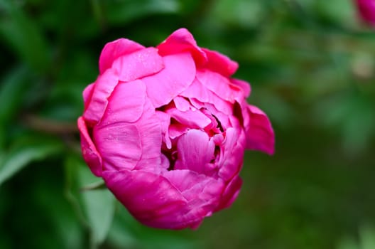 peony