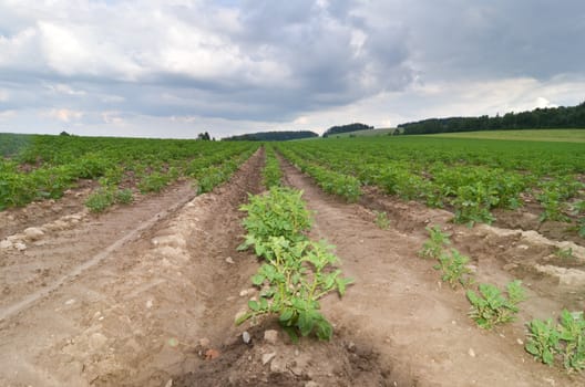 potatoes field
