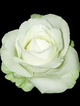 Single white rose isolated towards black background