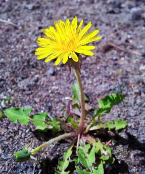 On single yellow dandelion flower on show on the ground