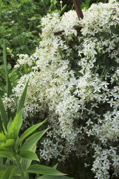 Garden plant clematis  blooms in summer with white flowers