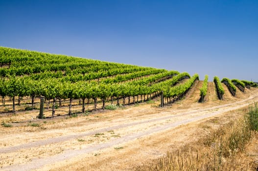 Grapevines grow on California hillside