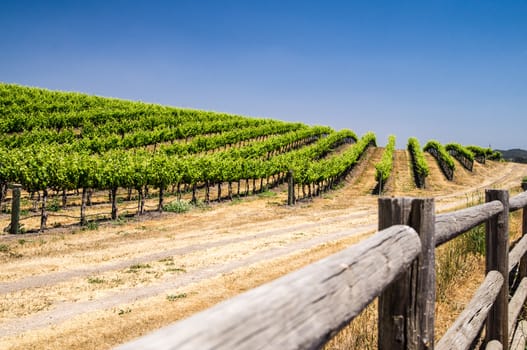 Rows of Grapevines