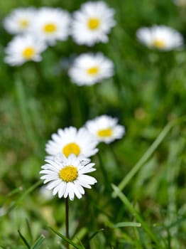 Details of a meadow. Daisies and grass.