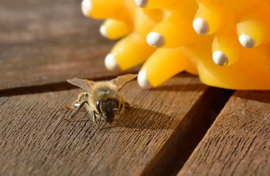 A honeybee on a wooden table