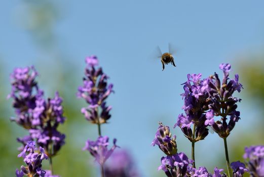 A bee flies through the lavender flowers