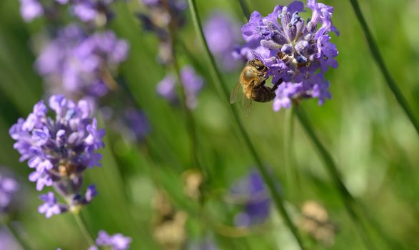 A honeybee at work on a lavender flower