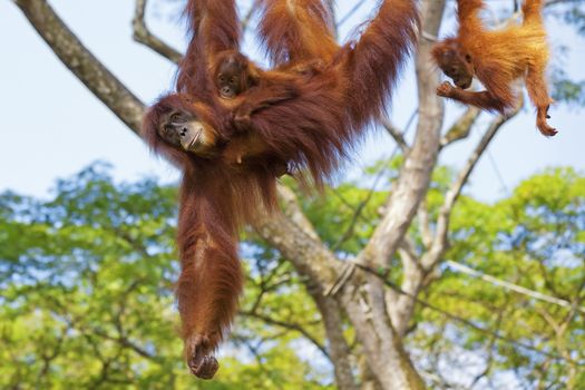 Orangutan in the jungle of Borneo, Malaysia