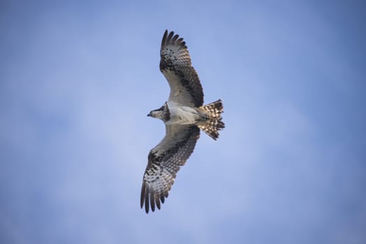 Five sea (in Norwegian Femsj��en) is a lake located in the municipality of Halden, Norway. My son and I were on a photo safari, hoping to get pictures of Osprey that breed in a tree on a small island in Five sea