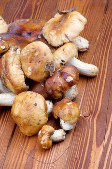 Heap of Raw Peppery Bolete on wooden background