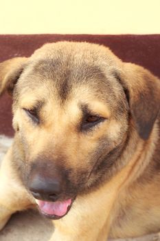 Closeup of dog's head, shot from below with shallow DOF, focus on eye