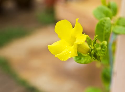 Allamanda, Golden Trumpet Flower in the garden