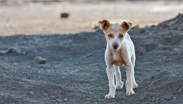 homeless dog waiting something in a slag